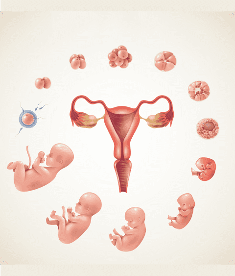 IVF Center in Bangalore